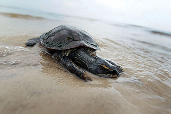  	Tartaruga morta pelo vazamento de petróleo, em praia nos Estados Unidos