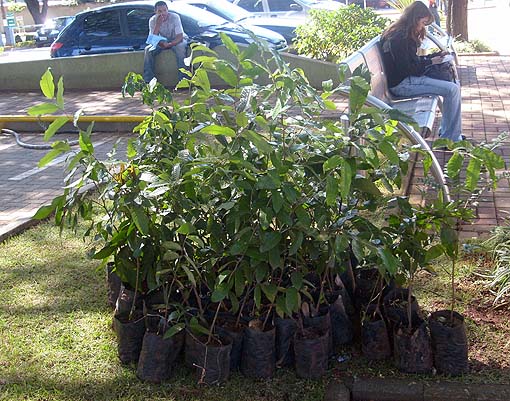  	Durante o ato, mudas de diversas árvores foram distribuidas à população (05/06/08)