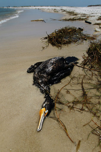 Ave coberta de óleo, morta em praia nos Estados Unidos (Foto: AFP)