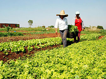 Plantação de verduras no Assentamento Milton Santos, em Americana (foto João Zinclar)